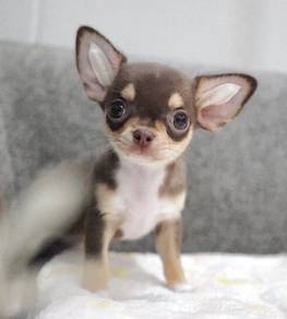 CHIHUAHUA PUPPIES 361 🌷Head Apple Cute Dog