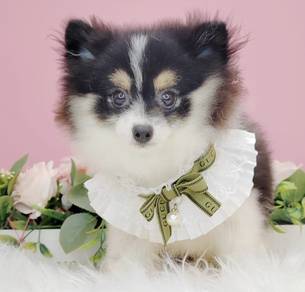 Pomeranian