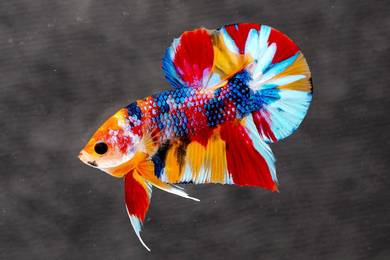 BETTA - Multicolour hmpk