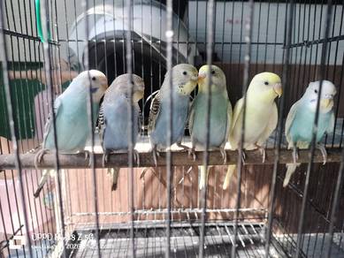 burung baji