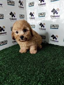 Super cute tiny poodle teddy bear