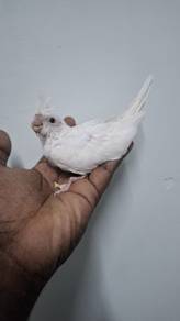 Burung cockateil
