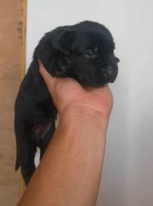Black Labrador Female