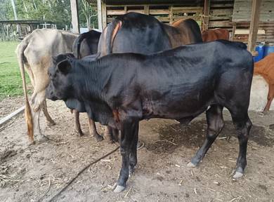 Lembu Baka / Karkas Mambau Seremban