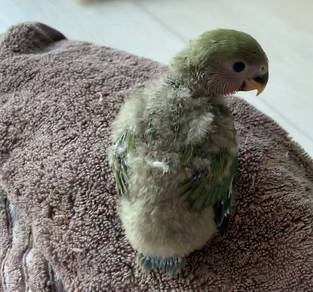Anak Suap Burung Lovebird