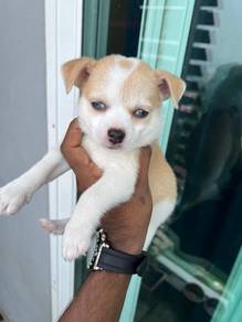 Chihuahua blue eyes =8