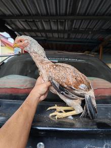 ayam aseel parrot beak 