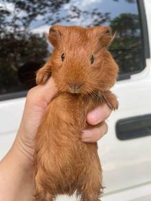 Guinea pig 1 pair