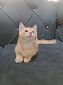 Cat Kitten Bsh x Mainecoon