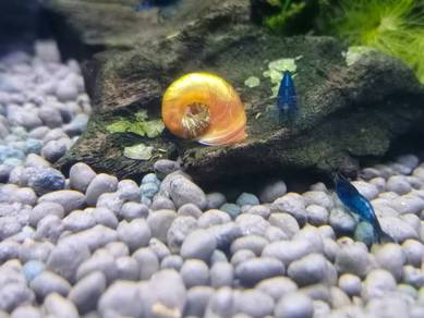 Ramshorn Snail