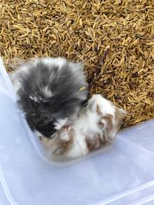 sepasang hamster bigbone