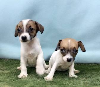 Jack Russell tiny size female male