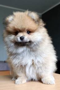 T940 Endearing Pomeranian Fluffy Ball Puppy Dog