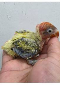 baby lovebird opaline euwing 