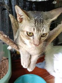 kucing manja