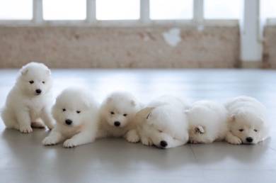 SAMOYED PUPPIES S32 🌻 薩摩耶 Snow Fluffy Boy~Girl
