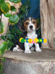 Beagle (F)