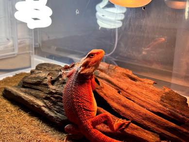 Bearded Dragon 