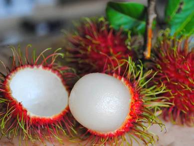 Rambutan  Budak Sekolah Segar