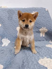 shiba inu homebred