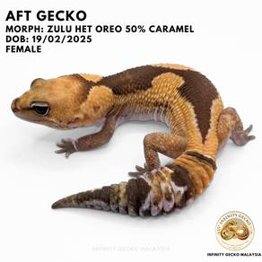 AFT African Fat Tailed Gecko Malaysia ZULU he OREO