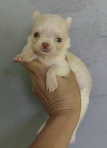 CHIHUAHUA PUPPIES VIP157🌷Head Apple Cute Dog