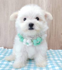 Maltipoo