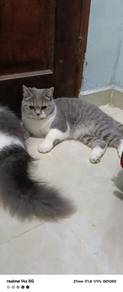 BSH mix Bengal