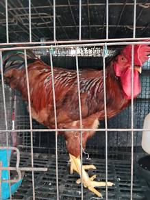 Ayam Jantan RIR