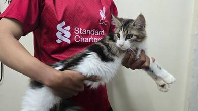 Pure Breed Maine Coon