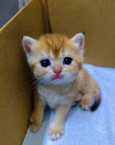 bsh golden kitten