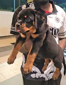 Rottweiler