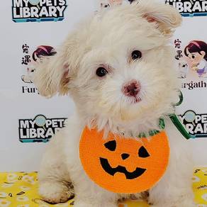 Maltipoo