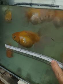 gold fish