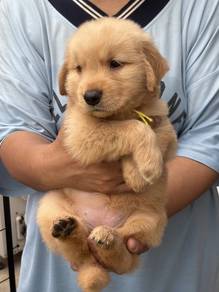 GOLDEN RETRIEVER PUPPIES M756 🌻 Cream / Gold