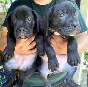 TRR3333 Cane Corso black haired puppies #MKA reg