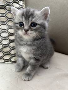 Bsh Tabby