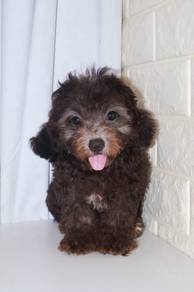 J0556 Grey Poodle Fluffy Baby Face Teddy Puppy