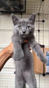 BSH Kitten to Rehome