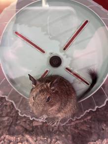 Degu for sale