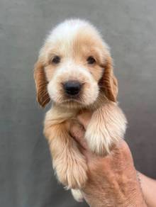ENGLISH COCKER SPANIEL PUPPIES C45 🌻 Boy-Girl