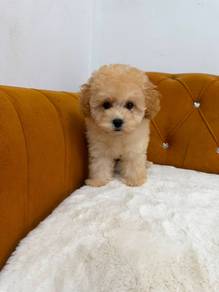 Bichon Poodle Mix
