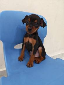 Mini Size Pinscher Puppy 1005A