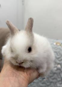 Rabbit ND