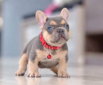 FRENCH BULLDOG PUPPIES 🌻VIP780 Boy