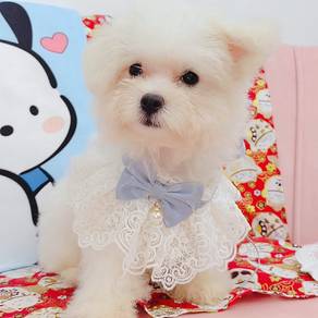Maltese