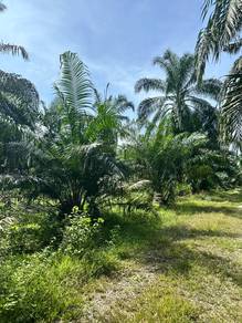 Agricultural Land in Kuala Langat, SGR