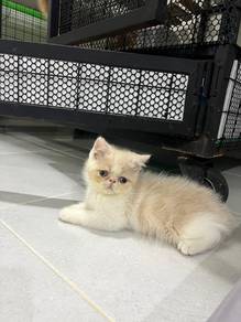 Exotic ShortHair / ESH