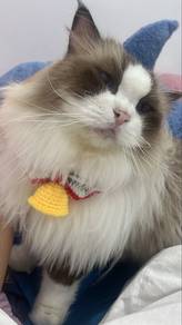 ragdoll