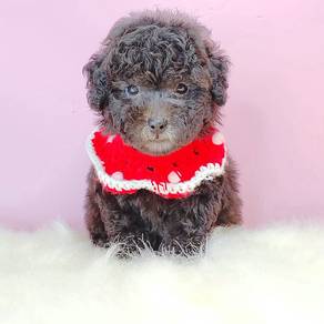 Poodle